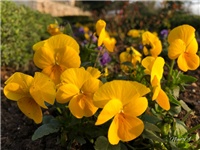 bbacae25-20190304 Maćuhice.jpg